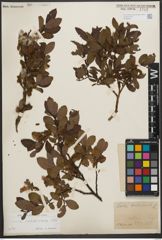 Foto von Salix waldsteiniana Willd.